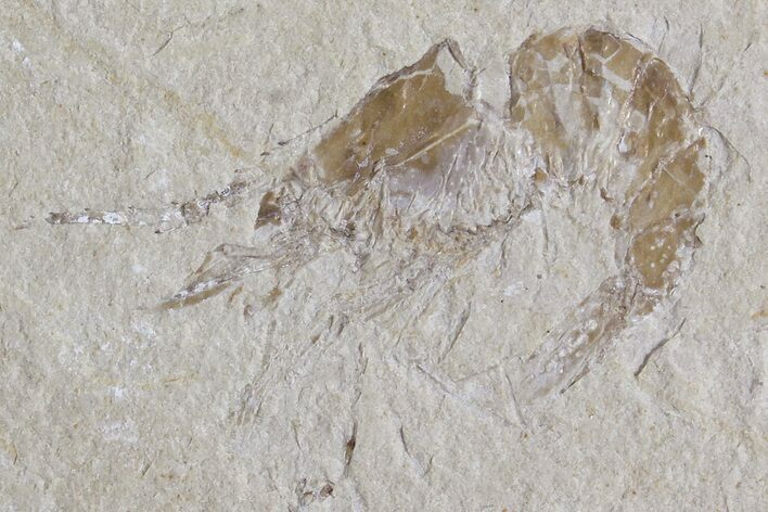 Cretaceous Fossil Shrimp - Lebanon #74529